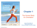 Orientation to the Human Body