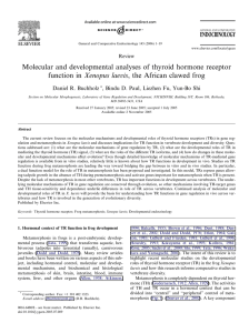 Molecular and developmental analyses of thyroid hormone receptor