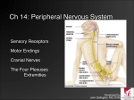 Ch 14: Peripheral Nervous System