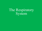 Respiratory System