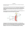 Body Cavities The internal body is divided into a number of spaces