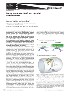 Rotate into shape: MreB and bacterial