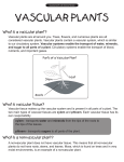 activity_19 (intro to the vascular plants) [Converted]