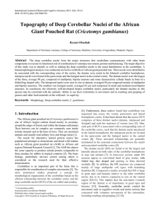 Morphology, Deep cerebellar nuclei, C. gambianus