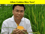 Genetic Modification - Allow Golden Rice Now!
