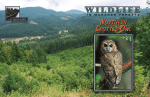 Wildlife in Managed Forests: Spotted Owl