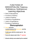 Learning objectives Diencephalon
