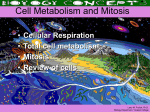 Cell Metabolism and Mitosis
