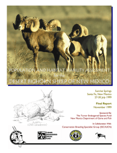 desert bighorn sheep of new mexico