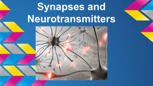 Synapses and Neurotransmitters