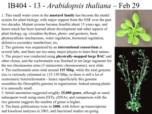 Arabidopsis thaliana