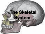 The Skeletal System - Duplin County Schools