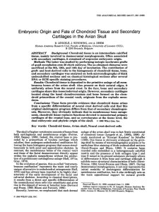 Embryonic origin and fate of chondroid tissue and