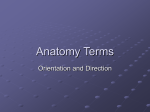Anatomical Terms Part 1