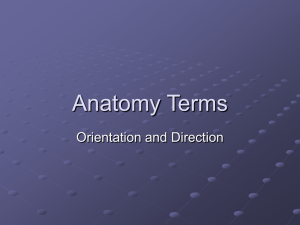 Anatomical Terms Part 1