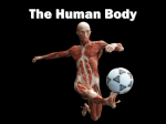 body systems - Mr. McKittrick`s Website