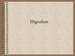 Digestion