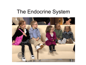 Ch 11 The Endocrine System