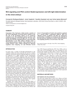 Wnts and PKA control Nodal expression