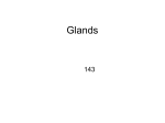 Glands