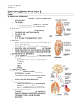 Respiratory system notes fill