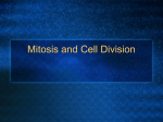 The Cell Cycle and Mitosis