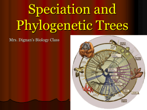 Speciation and Phylogenetic Trees