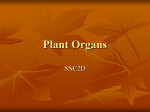 Plant-Organs1