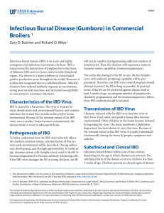 Infectious Bursal Disease (Gumboro) in - EDIS