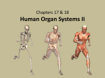 Human Organ Systems II