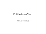 Epithelium Chart