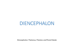 diencephalon - ugur baran kasirga web pages