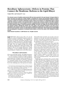 Hereditary Spherocytosis—Defects in Proteins That Connect the