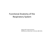 Functional Anatomy of the Respiratory System