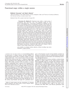 Functional maps within a single neuron