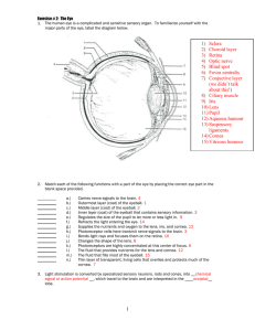 The Eye and Ear extra questions Key - Science-with
