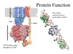 Protein Function - Gleason Chemistry