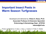 Turfgrass Insect Management, Buss