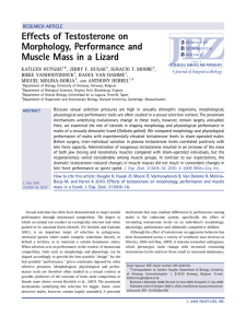 Effects of testosterone on morphology, performance and muscle