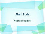 What is in a plant?