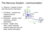 Ch 09 Nervous System