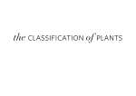 Plant Classification pdf