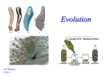 Evolution - mvhs