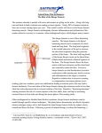 Lateral Knee Pain in Runners: The Role of the Biceps Femoris The