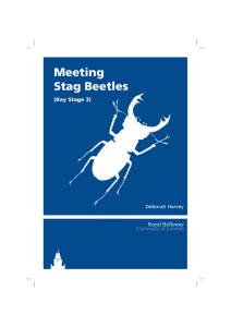 Meeting Stag Beetles