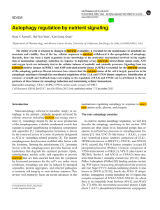 Autophagy regulation by nutrient signaling