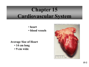 Heart Anatomy and Physiology Presentation