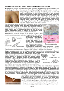 16.9 Infective agents 2 - fungi, protozoa and larger parasites