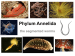 Annelids