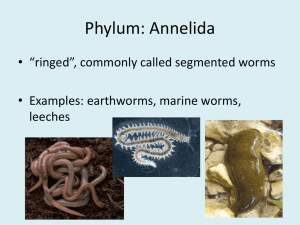 Phylum: Annelida